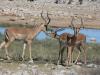 Africa Nature Animals (47)